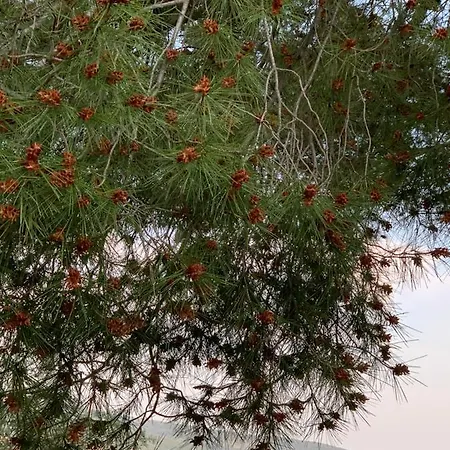 דירה Lili Apartments, Sv Dunata 18 Kornić